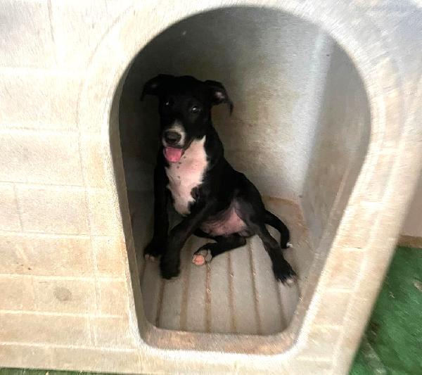ADOTTA IL TENERISSIMO THOR Foto 5